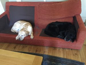 Time management demonstrated by labradors