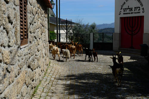 Goats in Belmonte