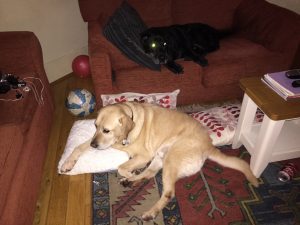Displacement activity for labradors...