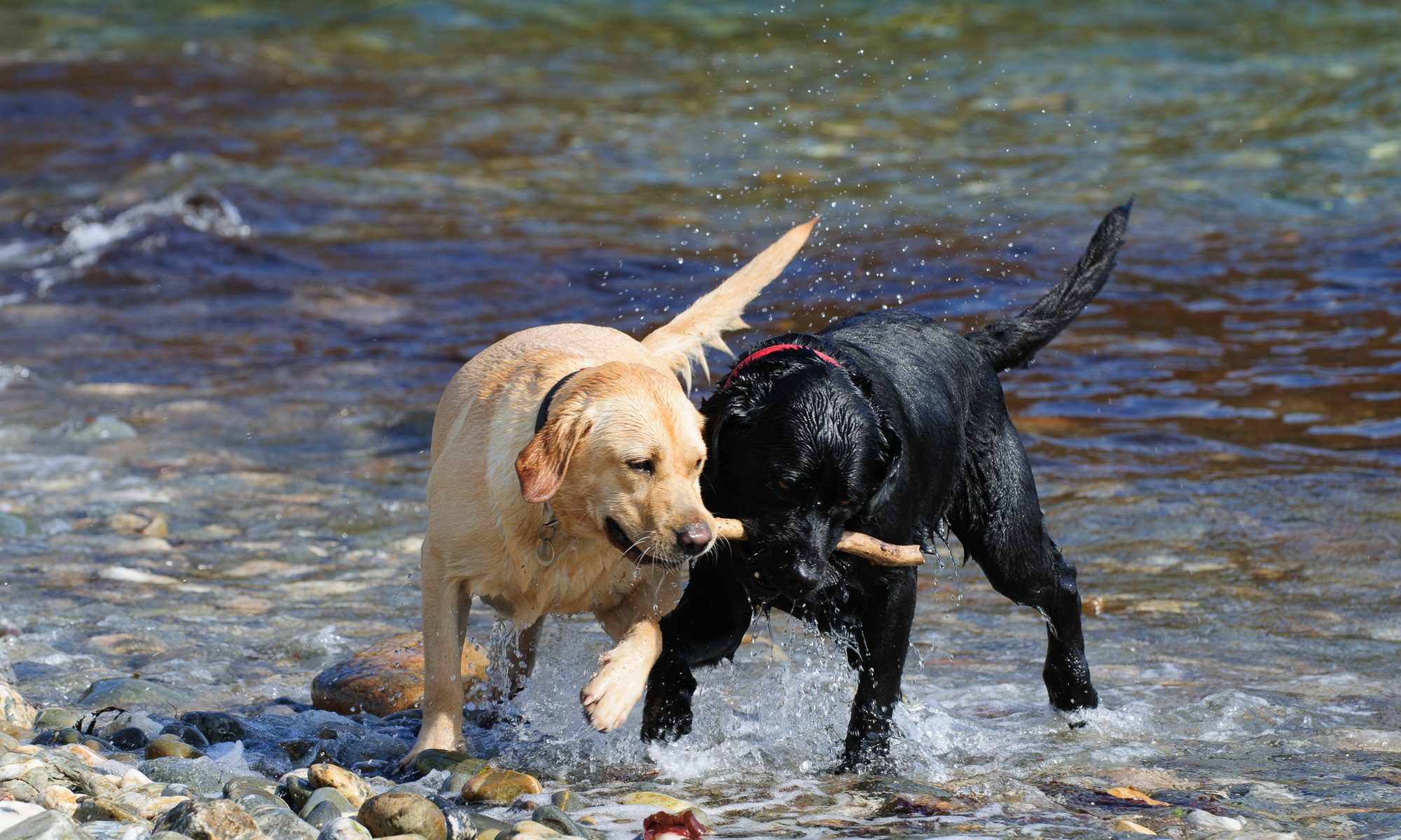 Stars of Blogging with Labradors