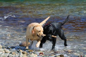 Stars of Blogging with Labradors