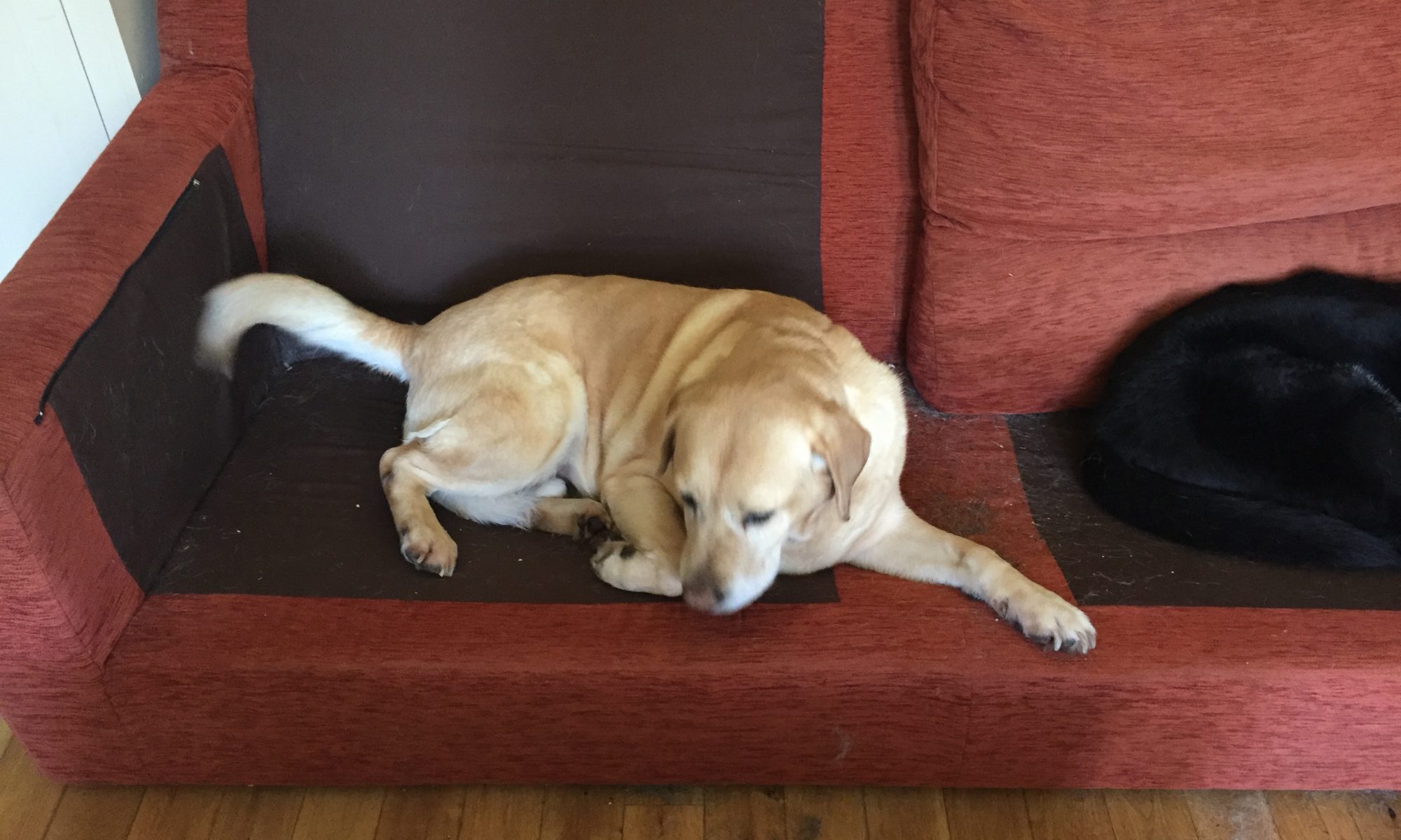 Time Management for Labradors