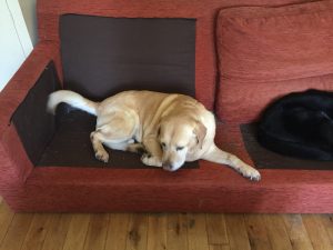 Time Management for Labradors