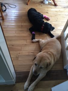 Writing with Labradors